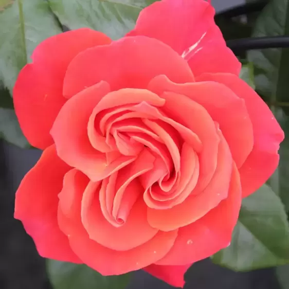 Rose 'Precious Love' - Standard
