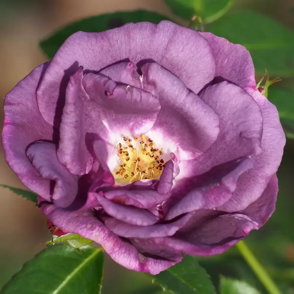 Rose Rhapsody In Blue Fl Cowells Garden Centre Woolsington