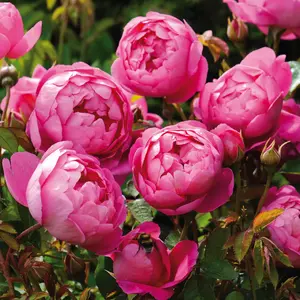 Rose 'Royal Jubilee' - SH