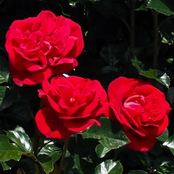 Rose 'Ruby Red' - HT