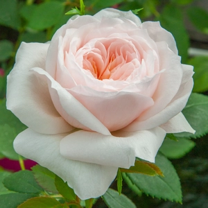 Rose 'Sabrina' - CLM