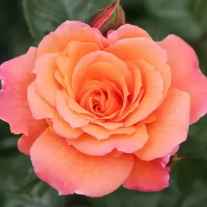 Rose 'Scent From Heaven' - CLM 4L