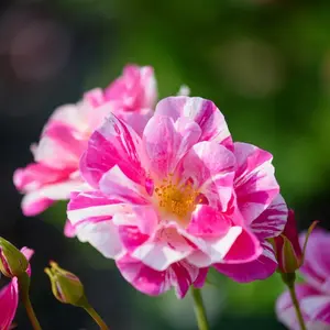 Image Credit: David Austin Roses