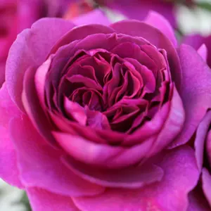 Rose 'Timeless Purple' - HT