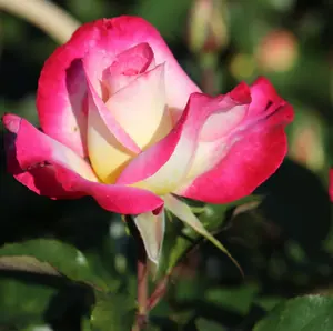 Rose 'You're My Everything' - FL - image 2