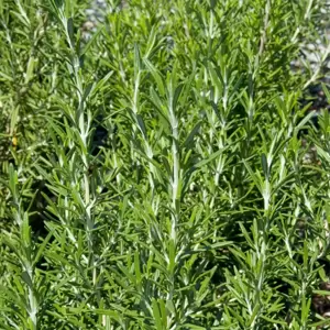 Rosmarinus officinalis 'Barbeque' - image 2