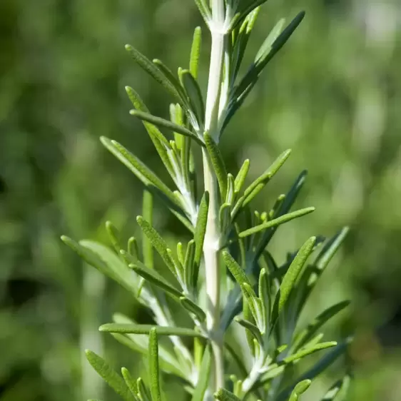 Rosmarinus officinalis 'Barbeque' - image 1