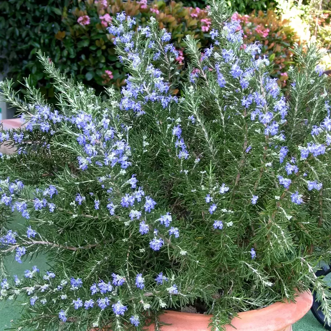 Rosmarinus Officinalis 'Roman Beauty' 7L - Cowell's Garden Centre ...