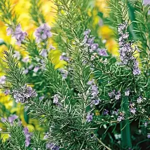 Rosmarinus officinalis 'Tuscan Blue'