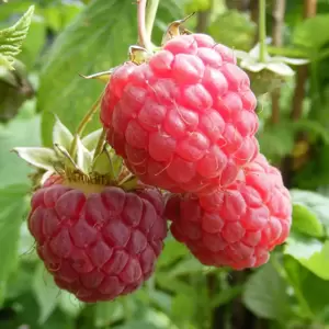 Rubus idaeus (Raspberry) 'Glen Magna' (4 Canes)