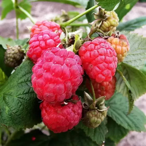 Rubus idaeus (Raspberry) 'Octavia' (4 Canes)