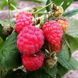 Rubus idaeus (Raspberry) 'Octavia' (4 Canes)