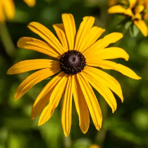 Rudbeckia fulgia var. deamii