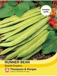 Runner Bean Scarlet Emperor - image 1