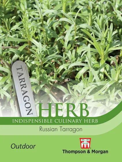 Russian Tarragon - image 1