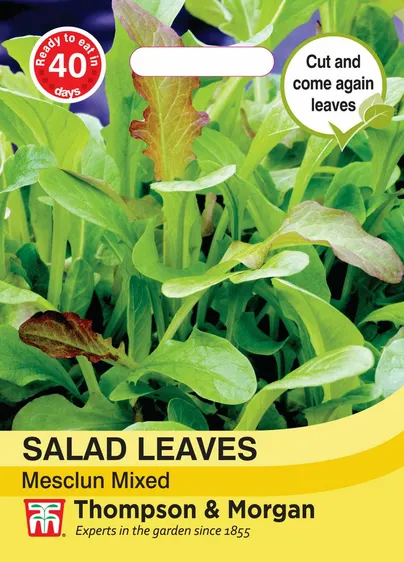 Salad Leaves - Mesclun Mixed - image 1