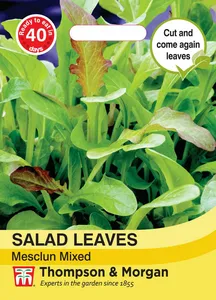 Salad Leaves - Mesclun Mixed - image 1