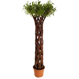 Salix alba 'Harlequin' - Living Willow Sculpture - image 1