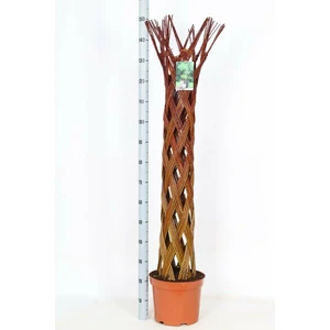 Salix alba 'Harlequin' - Living Willow Sculpture - image 2