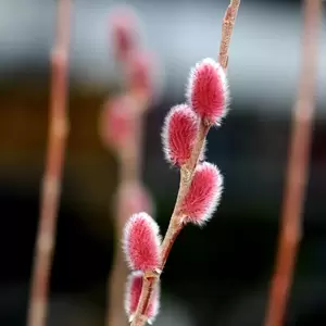 Salix gracilistyla 'Mount Aso' 5L - image 1