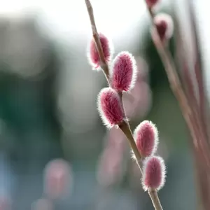 Salix gracilistyla 'Mount Aso' 5L - image 2