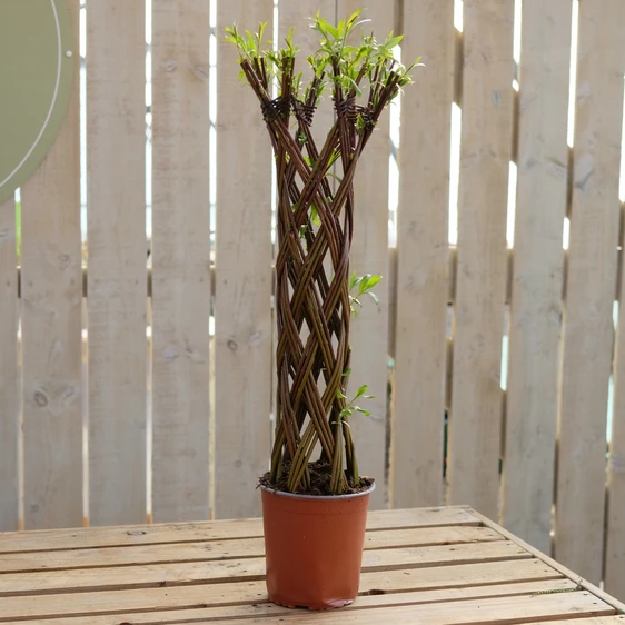 Salix Red Living Willow - 80cm - image 1
