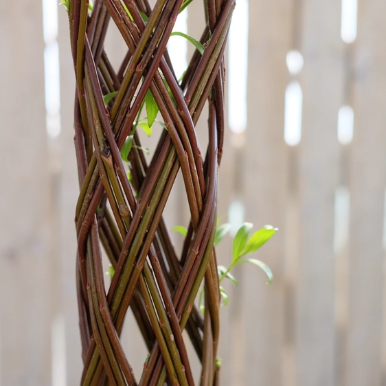 Salix Red Living Willow - 80cm - image 2