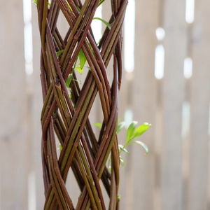 Salix Red Living Willow - 80cm - image 2
