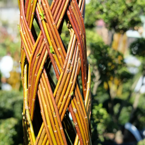 Salix Red Living Willow - 150cm - image 2
