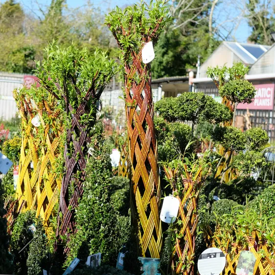 Salix Red Living Willow - 150cm - image 1