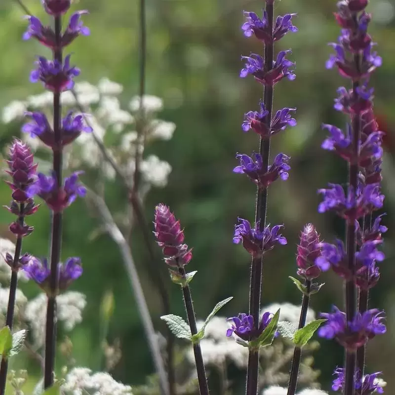 Salvia Nemorosa Caradonna L Cowell S Garden Centre Woolsington