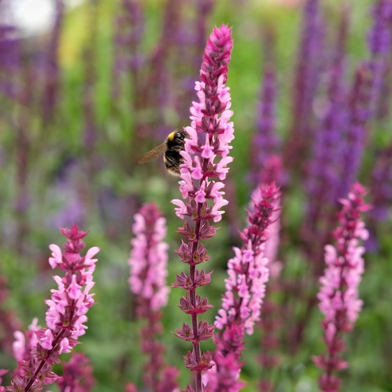 Salvia nemorosa 'Caradonna Pink Inspiration' 3L - image 2