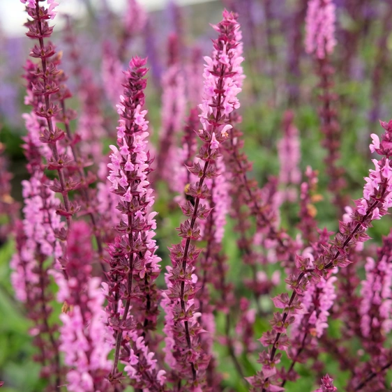 Salvia nemorosa 'Caradonna Pink Inspiration' 3L - image 1