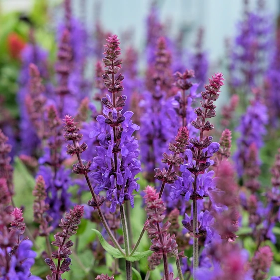 Salvia nemorosa 'Dark Matter' 3L