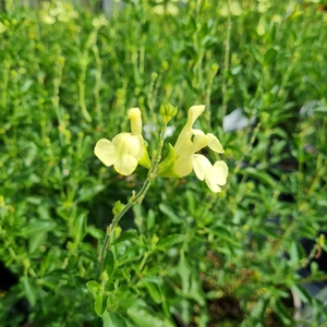 Salvia x jamensis 'Lemon Light' 3L