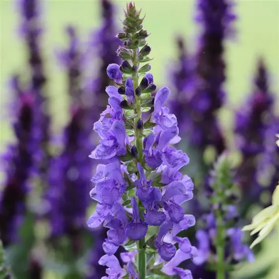 Picture Credit - Ball Horticultural Company
