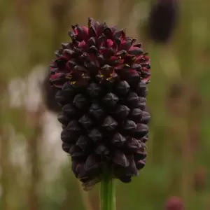 Sanguisorba 'Chocolate Tip'