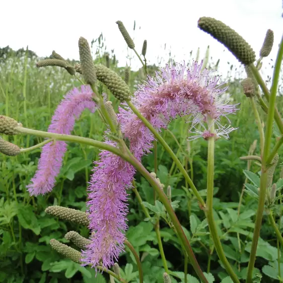 Sanguisorba 'Pink Brushes' 2L - image 2