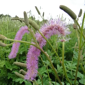 Sanguisorba 'Pink Brushes' 3L - image 1