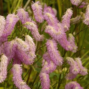 Sanguisorba 'Pink Brushes' 2L - image 1