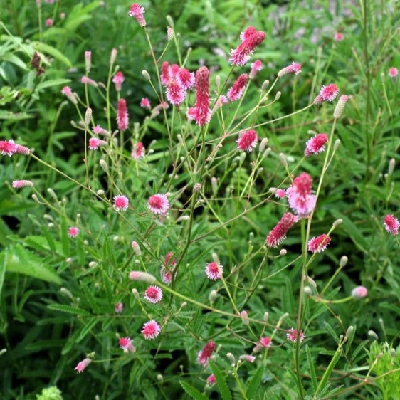 Sanguisorba 'Pink Tanna'