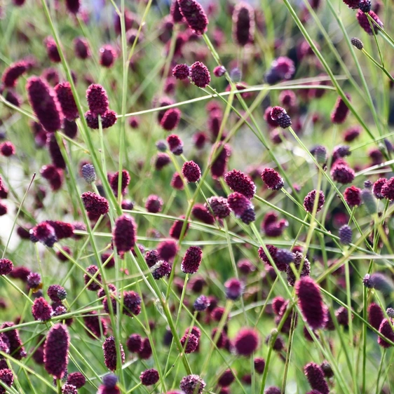 Sanguisorba 'Plum Drops'