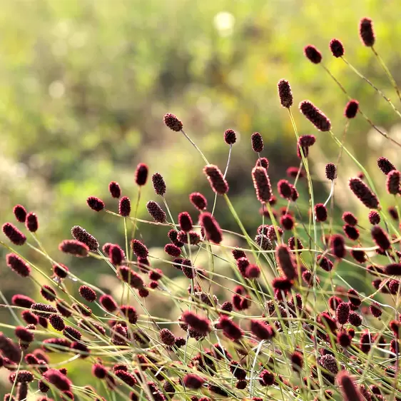 Sanguisorba 'Tanna' 2L