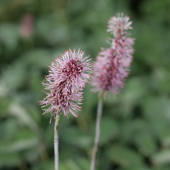 Sanguisorba menziesii 'Wake Up' - image 2