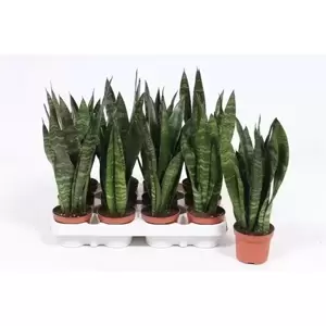 Sansevieria trifasciata 'Black Coral' 9cm