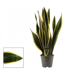 Sansevieria trifasciata 'Black Gold' 14cm