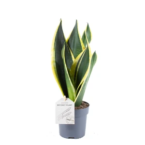 Sansevieria trifasciata 'Black Gold' 9cm