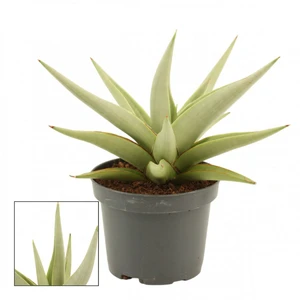 Sansevieria 'Chanin Crown'