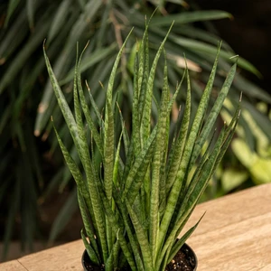 Sansevieria 'Comet Kichaka' - image 3