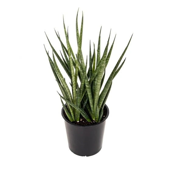 Sansevieria 'Comet Kichaka' - image 1